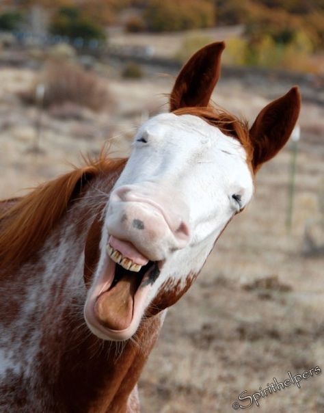 5x7 Print Laughing Horse by spirithelpers on Etsy, $8.00 Animal Talking, Horse Smiling, Laughing Horse, Horses Funny, Horse Meme, Laughing Animals, Horse Funny, Funny Dog Faces, Funny Horses