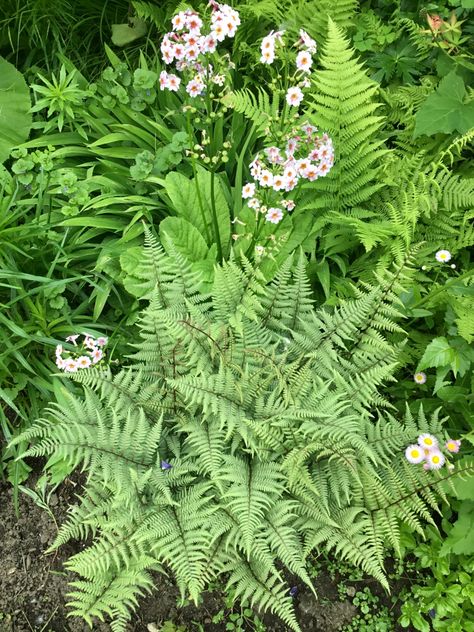 Fougère femelle hybride / Ghost fern & Primevère du Japon / Japanese primrose Japanese Primrose, Ghost Fern, Fern, Plant Leaves, Ghost, Herbs, Plants