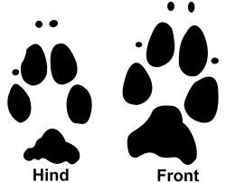 Rabbit paw prints, I didn't actually know the prints differed between the front and hind legs. Rabbit Footprints, Tattoos That Mean Something, Bunny Paws, Mother Son Tattoos, Paw Drawing, Baby Name Tattoos, Tribute Tattoos, Peter Rabbit Birthday, Mouse Tattoos