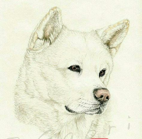 Paint Calendar, Using Colored Pencils, Japanese Akita, Akita Inu, Akita Dog, Dog Mixes, Japanese Illustration, Dog Facts, Hello Kitty Pictures