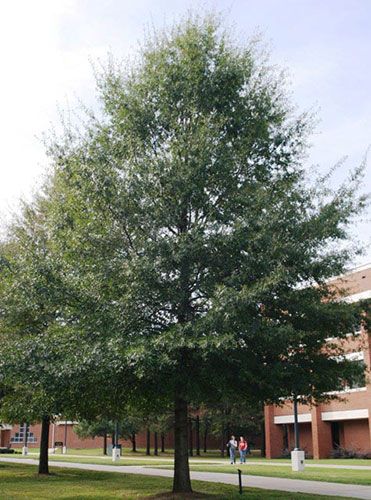 A Tree to Try — Willow Oak (there’ll be no weeping for this “unlikely” tree) | Tree Link Willow Oak Tree, Willow Oak, Texas Plants, Weeping Willow Tree, Willow Leaf, Weeping Willow, Mini Farm, Willow Tree, Tree Leaves