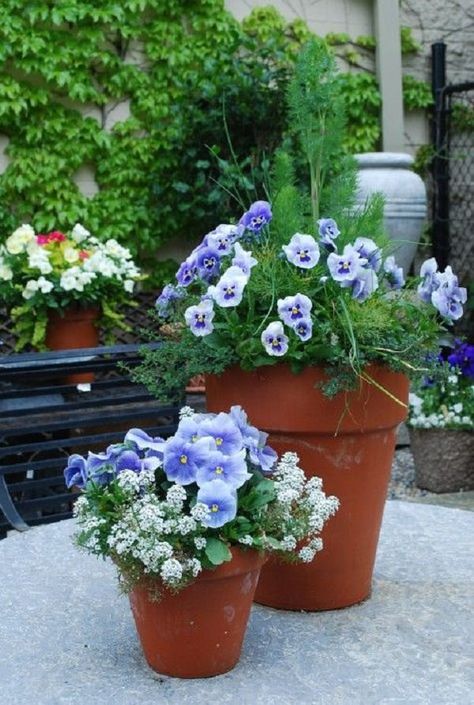 If you love the color 'BLUE,' learn about the best blue flowers you can grow in containers! Garden Containers, Container Flowers, Covent Garden, Container Plants, Spring Garden, Amazing Flowers, Pansies, Cottage Garden, Garden Inspiration