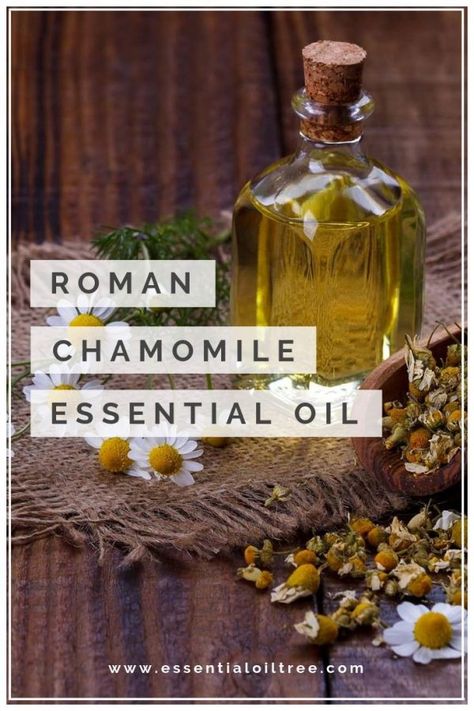 Apothecary Supplies, Roman Chamomile Essential Oil, Aromatherapy Recipes, Essential Oils For Sleep, How To Make Oil, Chamomile Oil, Chamomile Essential Oil, Aromatherapy Blends, Roman Chamomile