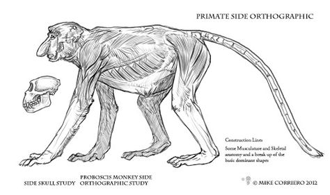 Monkey Anatomy, Head Muscles, Proboscis Monkey, Animal Anatomy, Animal Study, Skeletal, Primates, Creature Design, Life Photography