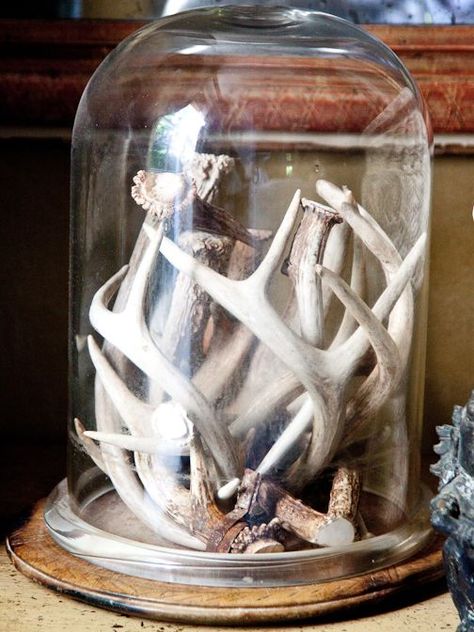 Bone Shelf, Cloche Decor Ideas, Antler Decor Ideas, Deer Antler Decor Ideas, Decorating With Antlers, Cloche Ideas, Antler Ideas, Antler Wreath, Cloche Decor