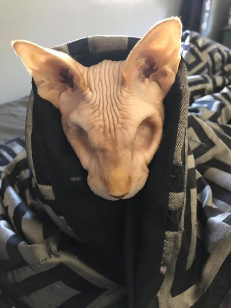 One Eyed Cat, Sphinx Cat, Emotional Support Dog, Cat Reference, Silly Cats Pictures, Hairless Cat, Cuddly Animals, Dog Eyes, Sphynx Cat