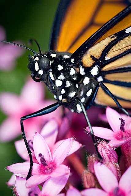 2009-10290.dng | Flickr - Photo Sharing! Monarch Butterfly Close Up, Butterfly Close Up, Macro Texture, Exotic Butterflies, National Museum Of Natural History, Butterfly Pavilion, Art Butterflies, Animal Butterfly, Close Up Faces