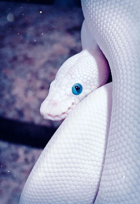 Blue Eyes, White Scales - Album on Imgur White Scales, Snake White, Blue Snake, White Snake, Pics Of Snakes, Snake Birthday, Snake Wallpaper, Pretty Snakes, Albino Animals