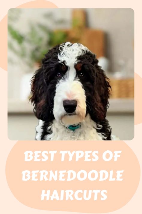 Toy Bernedoodle Full Grown, Mini Bernedoodle Grooming Styles, Shaved Bernedoodle, Short Bernedoodle Haircut, Bernie Doodle Haircut, Bernedoodle Haircut Styles Summer, Bernedoodle Haircut Styles Short, Curly Bernedoodle, Bernedoodle Teddy Bear Haircut