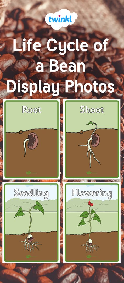 Life Cycle of a Bean Plant Bean Life Cycle Printable, Bean Life Cycle, Science Display, Pete The Cats, Bean Plant, Plants Unit, Early Childhood Learning, Plant Life Cycle, Plant Labels