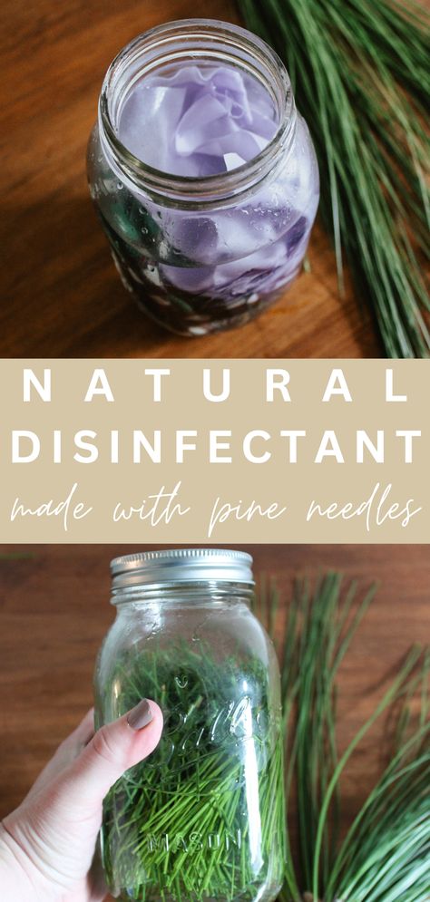 How to Make Homemade Disinfecting Cleaner (Homemade Pine Sol) - The Simple Homeplace Homemade Disinfecting Wipes, Diy Dishwasher Detergent, Amber Spray Bottle, Pine Sol, Homemade Detergent, Homemade Air Freshener, Laundry Scent Boosters, Natural Cleaning Recipes, Natural Disinfectant