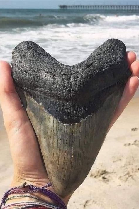 Megalodon Shark, Megalodon Tooth, Shark Fishing, Extinct Animals, Unusual Things, Dinosaur Fossils, 웃긴 사진, White Sharks, Great White Shark