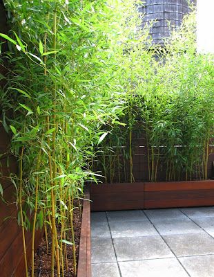 Bamboo Garden Ideas, Bamboo Screen Garden, Backyard Fence Ideas Privacy, Backyard Privacy Screen, Shrubs For Privacy, Bamboo Trees, Bamboo Planter, Backyard Privacy, Garden Screening