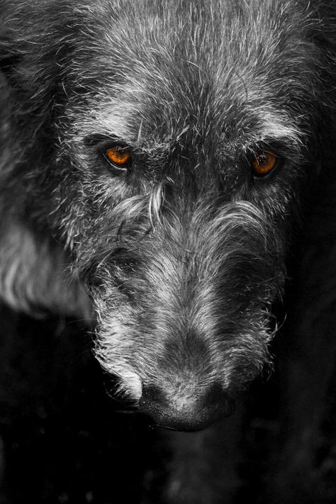 The Irish Wolfhound of Peirce County Wolf Hound, Wolfhound Dog, Regard Animal, Scottish Deerhound, Irish Wolfhounds, Irish Wolfhound, All Dogs, Sharp Teeth, Irish Setter