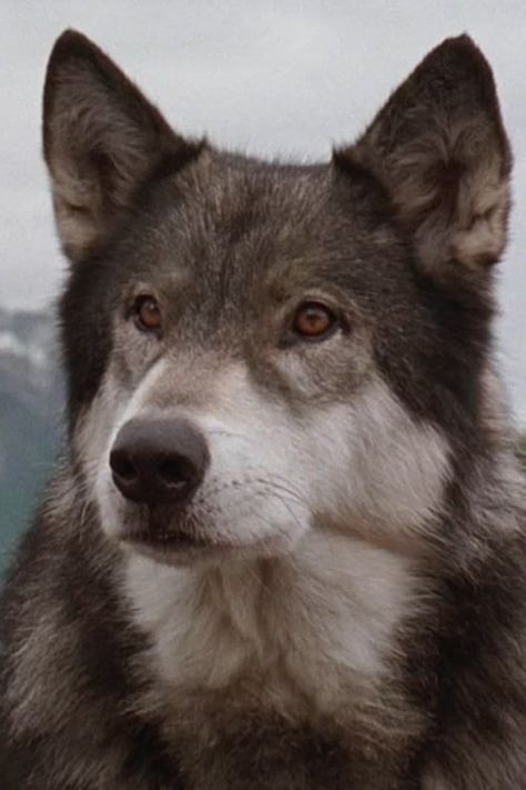 White Fang Movie, Black Dragon Tattoo, White Fang, Wolf Dogs, Sled Dogs, Animal References, Disney Live Action, Wolf Dog, Black Dragon