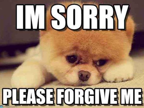 20 Adorable I'm Sorry Memes People Won't Be Able To Resist | SayingImages.com Im Sorry Meme, Sorry Memes, I Am Sorry Quotes, Im Sorry Quotes, Sorry Images, What Meme, Sorry Quotes, Really Sorry, I M Sorry