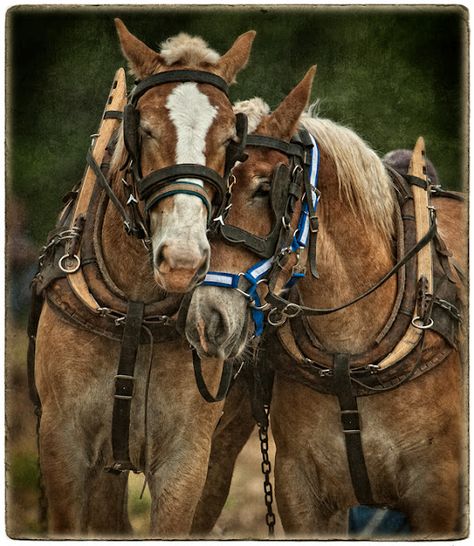 Driving Horses, Belgian Draft Horse, Greensboro North Carolina, Draft Horse, Big Horses, Work Horses, All The Pretty Horses, Horse Drawings, Horse Crazy