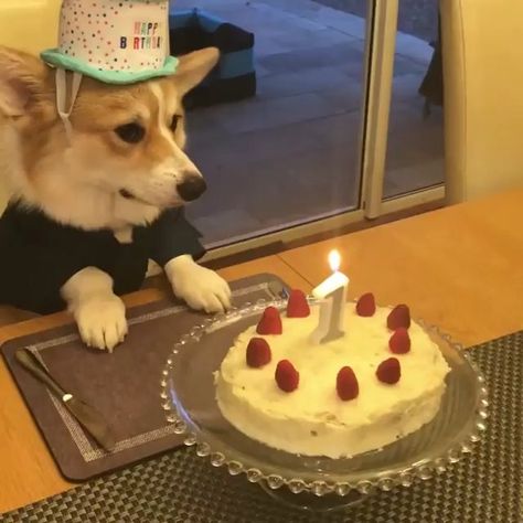 24k Likes, 658 Comments - Corgi (@corgistagrams) on Instagram: “Happy 1st birthday @little_sword_dino” Funny Corgi Pictures, Funny Corgi, Corgi Dogs, Corgi Pictures, Pet Sweaters, Happy 1st Birthday, Birth Day, Dog Best Friend, Corgi Funny