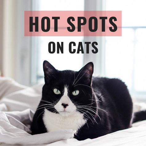 Learn what a hot spot is on your cat (or dog), what some possible causes are, and what to do about it. Cat Remedies, Spotted Cat, Dog Rooms, Pet Stuff, Cat Health, Hot Spots, Cat Room, Cat Stuff, Cat Care