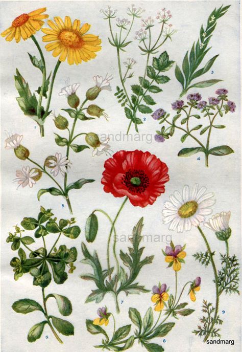 Wildflower Cottage, Red Poppy, Lovely Print, Red Poppies, The Flowers, Natural History, Wild Flowers, Poppies, To Look