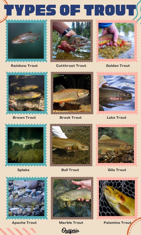 Trout is one of the most sought-after freshwater fish in the world. They happen to be incredibly fun to catch, taste great, and can adapt to survive in a wide array of habitats. We’ll be discussing the 12 trout species you should know about, explaining what a trout even is, and talking about the major impact on ecosystems trout have had around the world. How To Catch Trout, Trout Species, How To Fly Fish, Aquaculture Fish, Fishermans Knot, Rainbow Trout Fishing, Cutthroat Trout, Trout Fishing Tips, Trout Fish