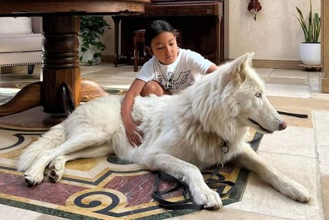 Mid Content Wolfdog, White Wolf Dog, Wolf Hybrid Dogs, Wolf Dog Puppy, Wolfdog Hybrid, Dog Wolf, Wolf Dogs, Big Wolf, Blue Wolf