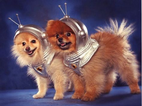 halloween pomeranians | Pomeranian Halloween Costumes Alien Dog Costume, Animal Pictures For Kids, Trick Pictures, Handmade Halloween Costumes, Dog Spaces, Diy Halloween Costumes For Kids, Space Dog, Pet Halloween Costumes, Dog Costumes