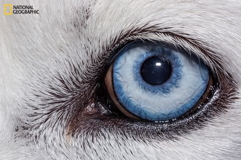 Domestic dog | These Extraordinary Close-Up Photos Of Animal Eyes Look Out Of This World Siberian Husky Blue Eyes, Husky Eyes, Animal Close Up, Letters Tattoo, Regard Animal, Wolf Eyes, Animal Eyes, Eye Close Up, Eye Photography