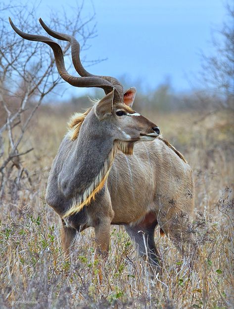 Often called Africa’s grey ghost, the Greater Kudu (Tragelaphus strepsiceros) can slip silently through the bush. This beautiful antelope of eastern and southern Africa is endangered due to declining habitat and poaching. Greater Kudu, African Antelope, Wild Animal Wallpaper, Africa Wildlife, Rare Animals, African Wildlife, Animal Games, Southern Africa, Amazing Animals