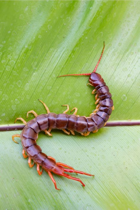 People with Centipedes as their Spirit Animal Weird Insects, Centipedes, Cool Insects, Insect Photography, Cool Bugs, Bug Art, Macro Shots, Beautiful Bugs, Arthropods