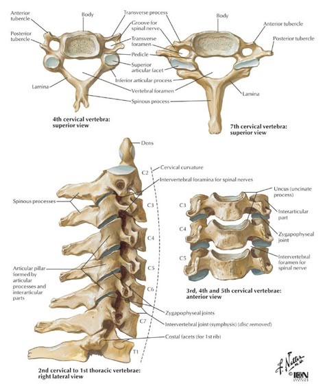 The main weight of the body is carried by the vertebral bodies and disks. Vertebrae Anatomy, Sternocleidomastoid Muscle, Human Skeleton Anatomy, Anatomy Images, Anatomy Bones, Gross Anatomy, Skeleton Anatomy, Forward Head Posture, Spinal Nerve