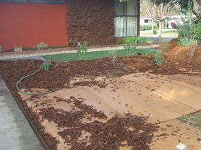 Smother your lawn with cardboard and mulch. Mulch Yard Ideas, Mulch Yard, Mulch Landscaping, Pergola Pictures, Pergola Designs, Annual Plants, Pool Landscaping, Yard Ideas, On The Ground