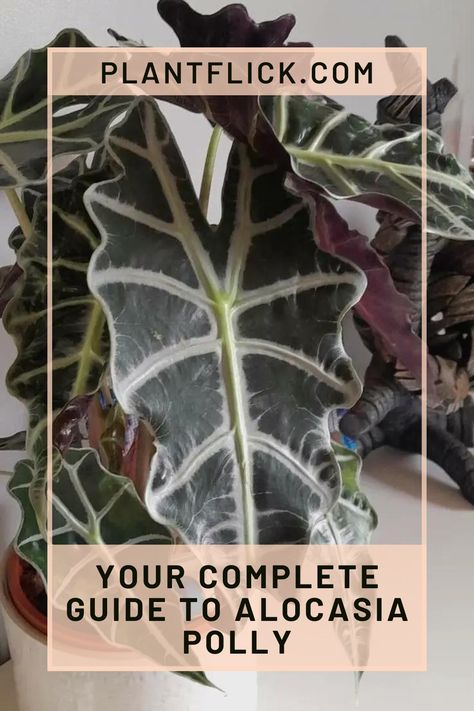 Get the complete guide to Alocasia Polly care. Learn how to manage light, humidity, and soil conditions to grow a stunning, lush plant that adds a tropical vibe to any space. Alocasia Polly, Zz Plant, Light Water, Elephant Ears, Monstera Deliciosa, Water Me, Grow Together, Yellow Leaves, Plant Needs