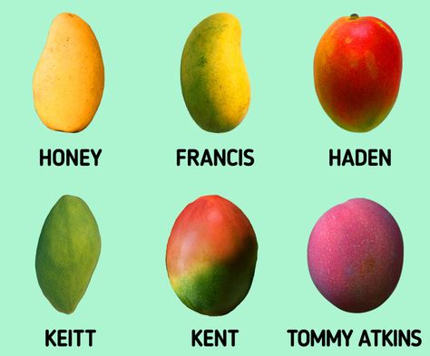 How to Pick the Perfect Mango to Enjoy a Healthy Treat Growing Mango, Lemon Tree Potted, Grow Mango, Mango Images, Mango Types, Fruit Trees In Containers, Mango Plant, Mango Trees, Health Cooking