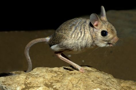 There are 33 species of jerboa. Jerboas don't drink water; they get all their moisture from their food, mostly plants and insects. Photo of a captive desert jerboa (Jaculus jaculus) seen in 2011. Jumping Mice, Land Creatures, Fae Creatures, Kangaroo Rat, Bizarre Animals, Mass Extinction, Weird Look, San Gregorio, Magical Nature