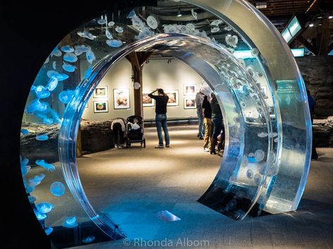 The Seattle Aquarium is one of the top 10 Seattle highlights Aquarium Design Architecture, Aquarium Exhibit, Seattle Itinerary, Aquarium Architecture, Things To Do In Seattle, Public Aquarium, Custom Aquarium, Seattle Aquarium, Aquatic Art