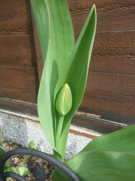 Tulip bud Tulip Bud, Nature Reflection, Tulips, Pure Products, Media, Plants, Floral, Green, Art