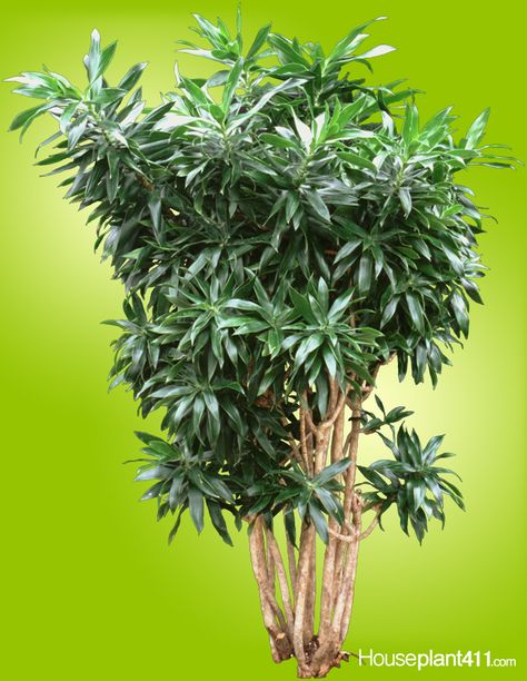 Dracaena Reflexa #houseplants are slow growing, easy care, and unique. http://www.houseplant411.com/houseplant/dracaena-reflexa-plant Dracaena Reflexa, Homey Touches, Short Trees, Dracaena Plant, Houseplant Care, Indoor Tree, Weird Plants, Tropical Oasis, Easy Care Plants