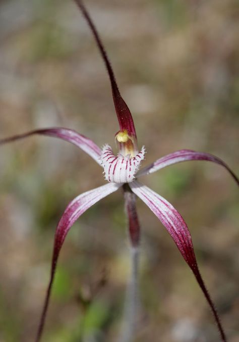 Caladenia fluvialis, postea, hiemalis, microchila – Brookton Highway, Dark-tipped, Dwarf Common and Western Wispy Spider Orchids | Orchids of South-west Australia Spider Orchid, Nancy Drew Games, West Australia, Australian Flowers, Native Australians, Floral Alphabet, Wild Orchid, Nancy Drew, South West