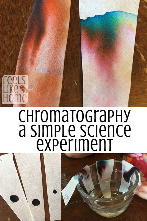 You will be amazed at how easy this science experiment is - and it works EVERY time! Such a cool project and a very simple explanation, too! Chromatography Experiment, Paint Science Experiment, Paper Chromatography, Chromatography For Kids, Science Summer Camp, First Grade Science, Easy Science Experiments, Washable Markers, Easy Science