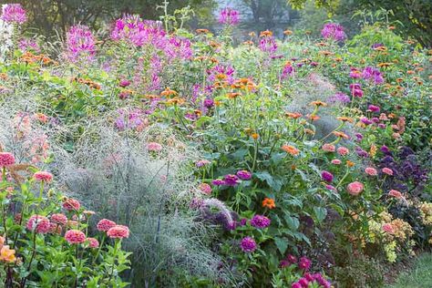 Annual plants bring color and excitement to summer gardens. This desirable and long-lasting border idea is a great example. Easy to replicate in your own sunny garden, this striking plant combination will last for months until frost. All plants are drought tolerant and easy care. Garden Border Plants, Shady Gardens, 1000 Calorie, Mexican Sunflower, Zinnia Elegans, Border Plants, Mediterranean Garden, Traditional Garden, Fence Ideas