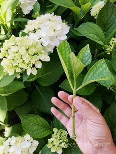 Easy Plants To Propagate, Rooting Hydrangea Cuttings, Propagate Hydrangea, Hydrangea Cuttings, Rooting Plants, Propagating Hydrangeas, Propagate Plants, Pruning Hydrangeas, Hydrangea Landscaping