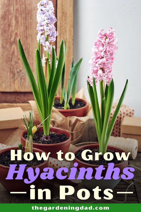 Did you know you can grow hyacinths no matter where you live? Learn How to Grow Hyacinths in Pots with easy to follow steps and expert tips! #hyacinths #flowers #gardening How To Grow Hyacinth, Hyacinth In Pots, Easy Garden Flowers, Gardening Flowers Ideas, Garden Flower Ideas, Flower Box Garden, Flower Bed Garden, Green Witchery, Beautiful Flower Quotes