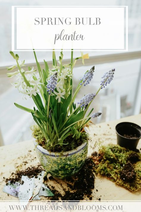 Bulb Planter - Simple Spring Planter Tutorial with Daffodils, Tulip Bulbs and more Urban Gardening Ideas, Bulb Planter, Fresh Tulips, Spring Planter, Tulips Arrangement, Herb Containers, Tulip Bulbs, Garden Bulbs, Urban Gardening