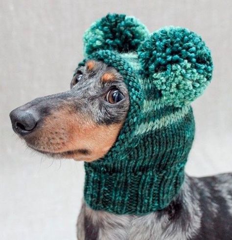 Dapple Dachshund, Long Haired Dachshund, Hee Hee, Weenie Dogs, Dachshund Puppies, Dog Hat, Dachshund Love, Crochet Dog, Wiener Dog