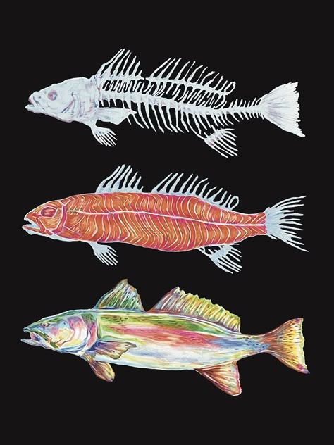 rainbow trout, colored pencil work, trout anatomical work, scad, glow thru, scan, traditional, digital, colorful, fish muscles, river fish, fishbone, dissection, illustration, art student Biology Inspired Art, Fish Bones Illustration, Rainbow Trout Illustration, Trout Aesthetic, Fish Bones Drawings, Fish Art Reference, Fish Swimming Drawing, Trout Skeleton, Colorful Fish Drawing