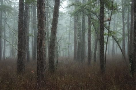 The Jersey Devil and Folklore - Protecting the New Jersey Pinelands and Pine Barrens | Pinelands Preservation Alliance Pine Barrens, The Jersey Devil, Wedding Info, Jersey Devil, Nature Conservation, Cape May, Enjoy Nature, Matching Gifts, Job Opening