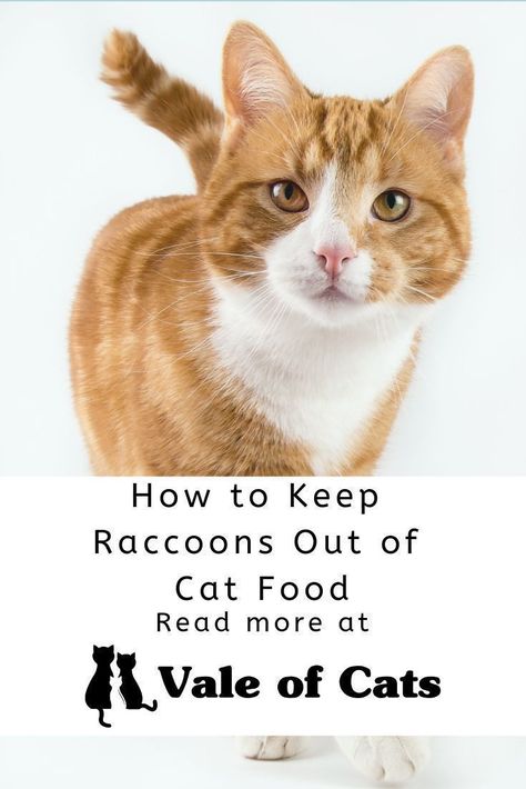 Check out these helpful tricks and hints on how to keep raccoons out of a cat food feeding station. Small Cat Breeds, Best Cat Harness, Large Cat Breeds, Best Cat Litter, Cat Biting, Cat Nutrition, Cat Litter Mat, Cat Care Tips, Dry Cat Food