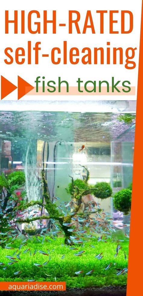 Fish Tank Placement, 65 Gallon Fish Tank Ideas, 10 Gallon Fish Tank Ideas Decor, Fish Tank Set Up Ideas, Classroom Fish Tank, Fish Tank Set Up, 30 Gallon Fish Tank Ideas, Gosh Tank Ideas, Old Fish Tank Ideas