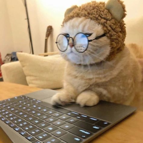 Kitten Wallpaper, Cat Work, Funny Cat Wallpaper, Cat Glasses, Wallpaper Laptop, Cute Cat Wallpaper, Cute Cats Photos, Cat Aesthetic